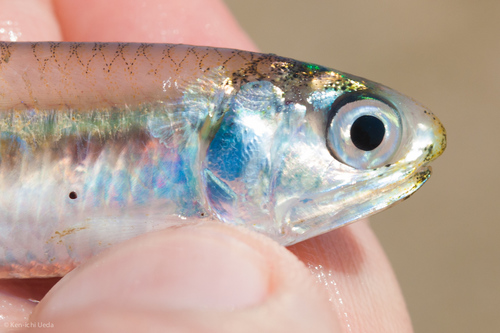Bay Anchovy