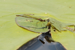 Austrocnemis maccullochi