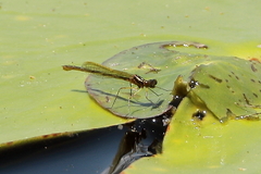 Austrocnemis maccullochi