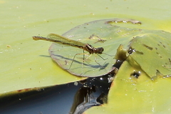 Austrocnemis maccullochi