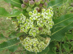 Xysmalobium undulatum