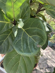 Ficus