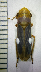 Oncometopia hamiltoni