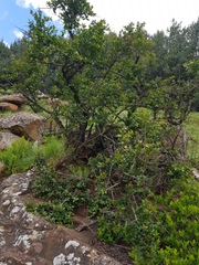 Cephalanthus natalensis