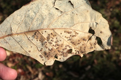 Neuroterus umbilicatus