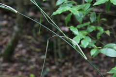 Austrostipa ramosissima