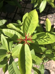 Ixora