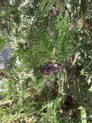 Cupressoideae