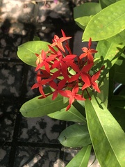 Ixora