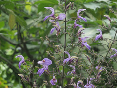 Brillantaisia owariensis