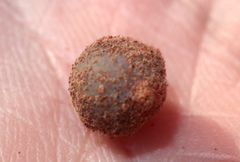 Atrusca carolina