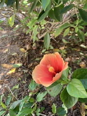 Hibiscus