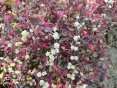 Alternanthera