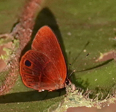 Euselasia michaeli