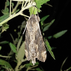 Erinnyis oenotrus