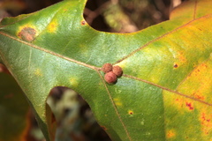 Atrusca carolina