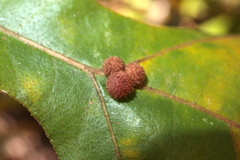 Atrusca carolina