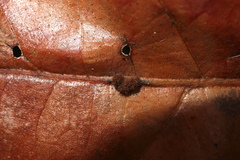 Atrusca carolina