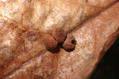 Atrusca carolina