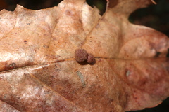 Atrusca carolina