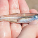 Bay Anchovy - Photo (c) Ken-ichi Ueda, some rights reserved (CC BY)