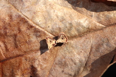 Atrusca carolina