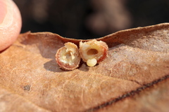 Atrusca carolina