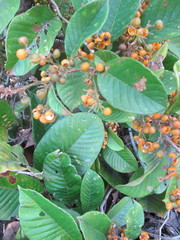 Davilla