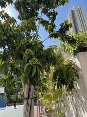 Xanthostemon chrysanthus