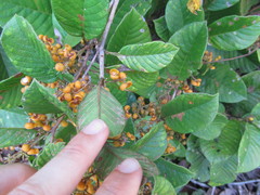 Davilla