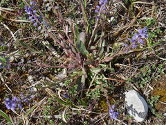 Polygala alpestris