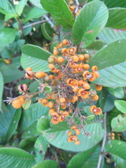 Davilla