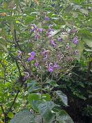 Brillantaisia owariensis