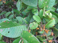 Davilla