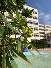 Xanthostemon chrysanthus