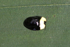 Imatidium thoracicum