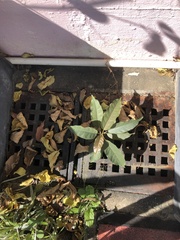 Ficus