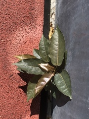 Ficus