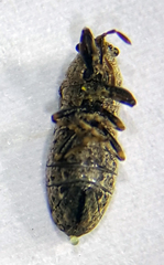 Pachygronthidae