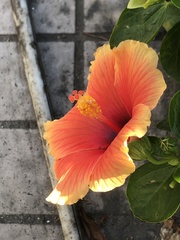 Hibiscus