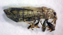 Pachygronthidae