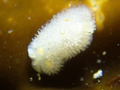 Atagema alba