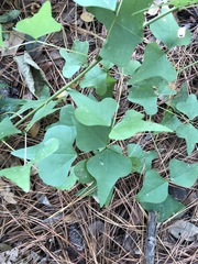 Erythrina herbacea