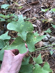Erythrina herbacea
