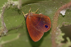 Euselasia michaeli
