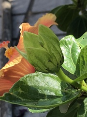 Formicidae