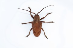 Hypselomus cristatus