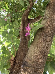 Bauhinia