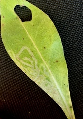 Phytomyza syngenesiae group