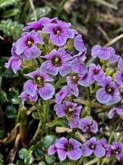 Cardamine purpurea